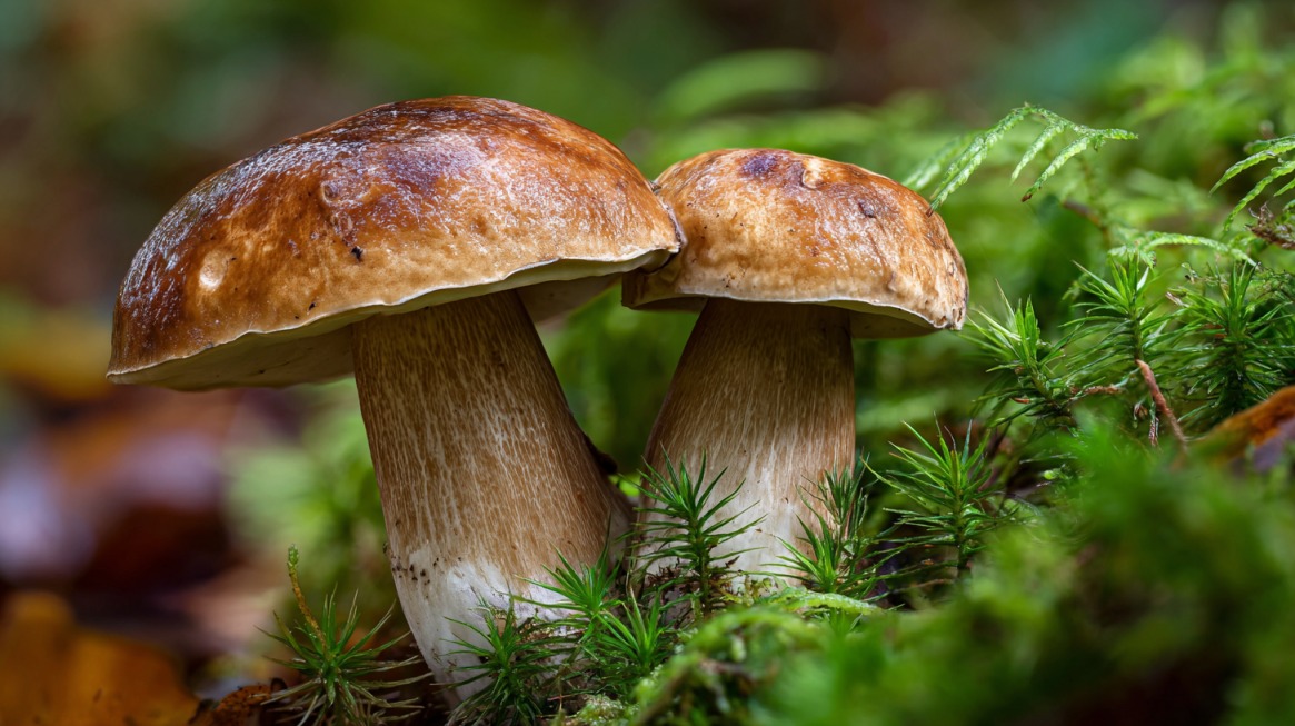 Two porcini mushrooms with thick stems and brown caps growing among green moss in the forest